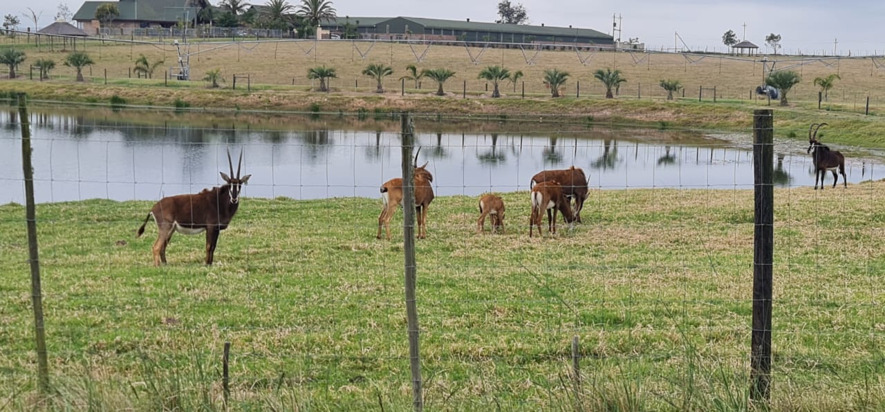 Photo 13 of Farm for Sale in Glentana